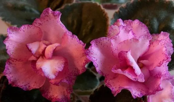 Pink African Violet: Varieties with Name and Photos (Top 10)