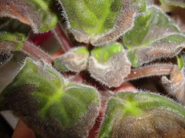 treatment methods for african violet leaves turning brown with spots