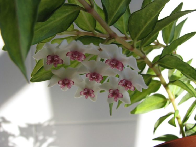 variegata hoya bella