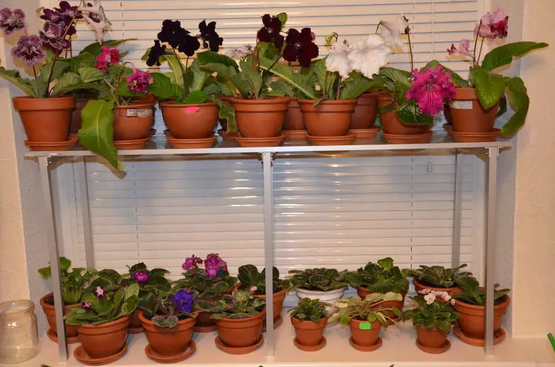 what kind of pot do african violets need