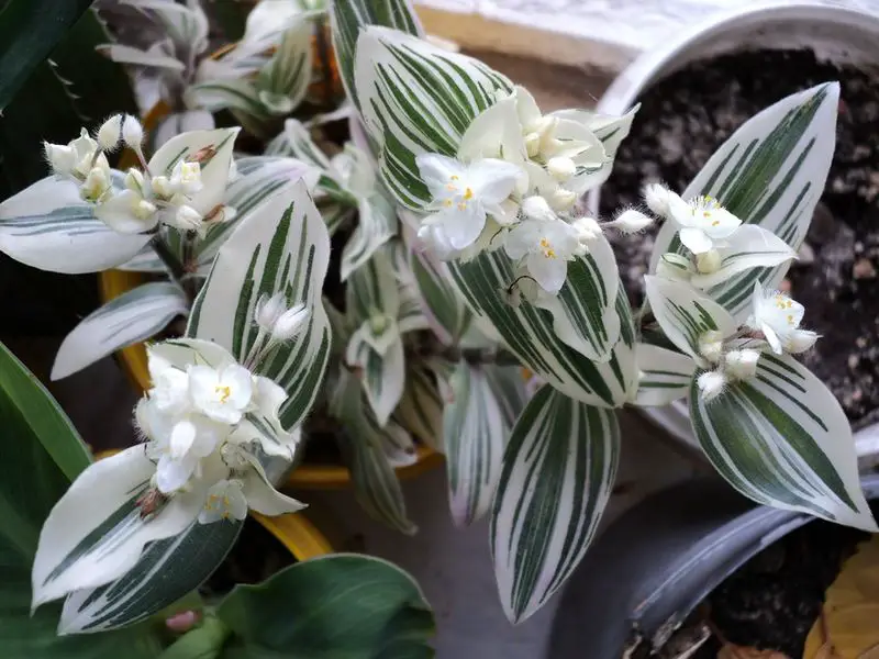 white flowered tradescantia
