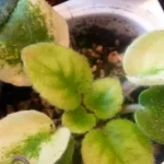why are my african violet leaves turning yellow