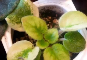 why are my african violet leaves turning yellow