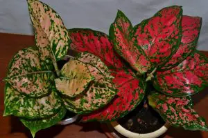 32 Aglaonema Varieties Beautiful Leaves Plant for Indoor