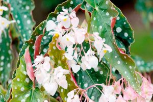 Begonia Maculata: Care, Diseases, Similar Varieties, Buying