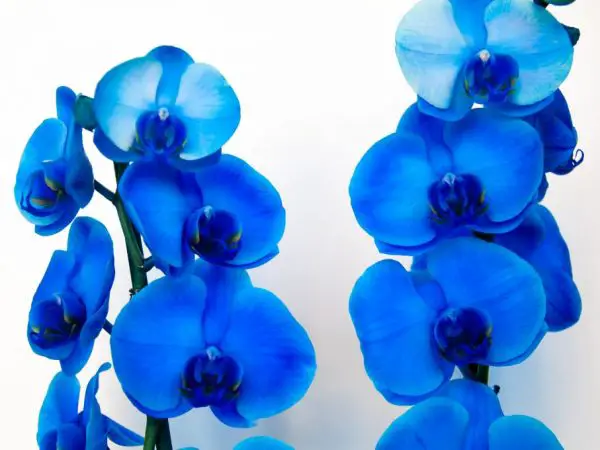 blue orchids flower