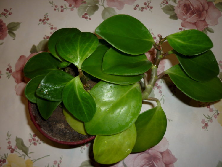 blunt leaf peperomia