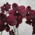 burgundy and red orchids