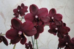 burgundy and red orchids