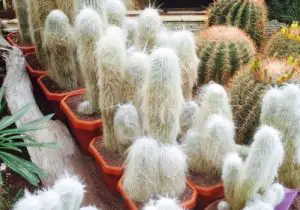 Cephalocereus Senilis Old Man Cactus: Care, Propagation, Pest