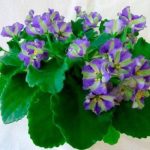 Chimera African Violet: Varieties, Care, Growing, Reviews