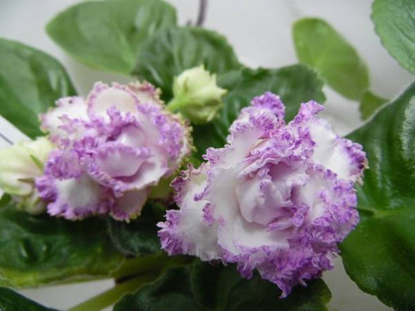 fairy pink african violet