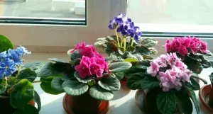 how do i get my african violet to bloom again