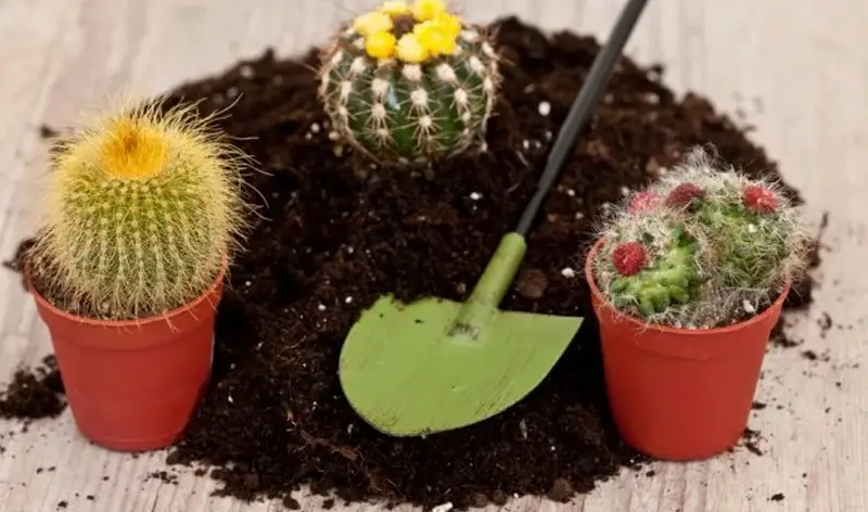 how long does it take for a cactus to grow