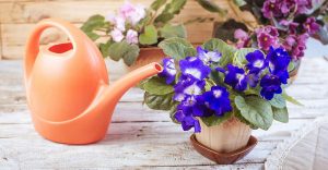 How Often Do You Water An African Violet? ( Watering Guide)