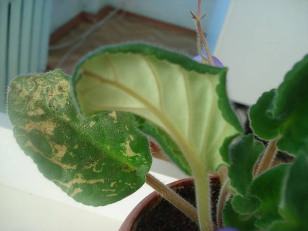 how to prevent african violet leaves curling down