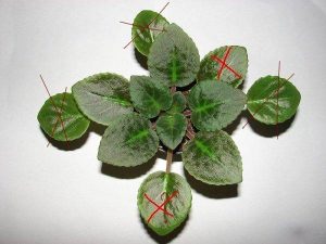 how to prune an african violet