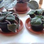 how to save an african violet from dying