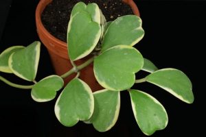 Hoya Kerrii plant: Care, Propagation, Problems (Guide)
