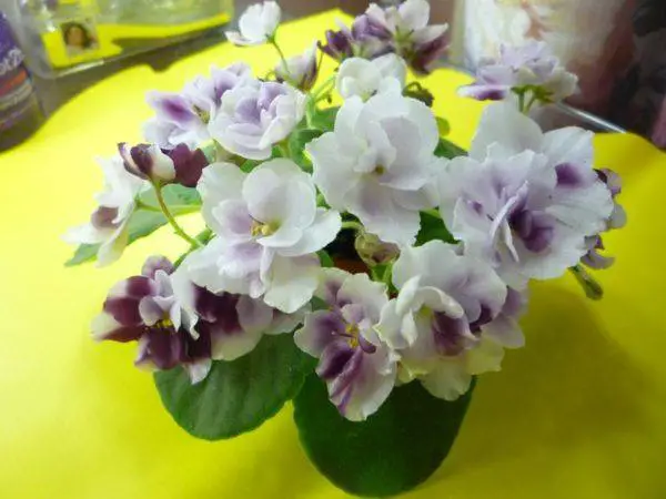 miniature violets growth management