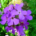 night violet flower