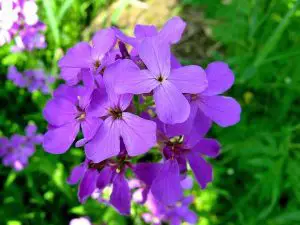 night violet flower