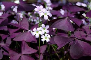Oxalis Triangularis (Violet) Plant: Care, Propagation, Facts