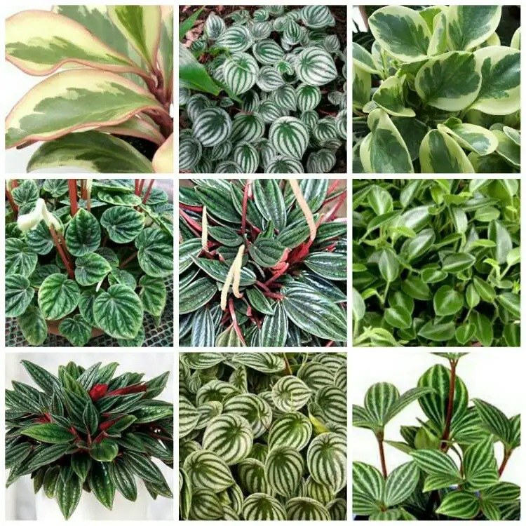 peperomia varieties and types