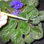 powdery mildew on african violets