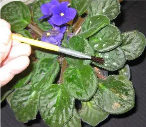 powdery mildew on african violets