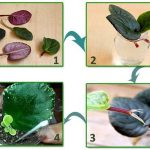 propagating violets by leaves
