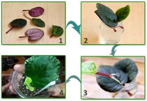 4 Methods for propagating African violets Step by Step Guide