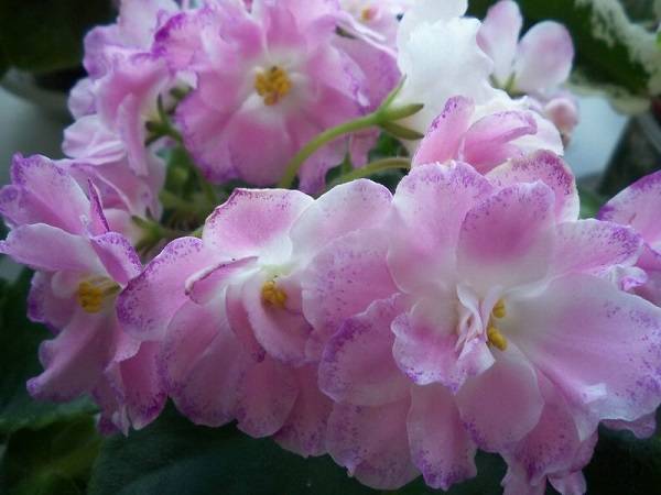 rs pink paradise african violet