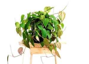12 Top varieties, types of Philodendron: Care. Propagation