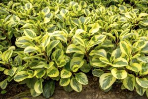 Variegated Peperomia: Care, Propagation, Disease, Pruning