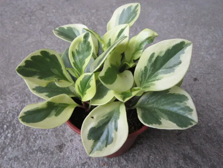 variegated peperomia structure and photo