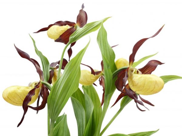 venus slipper orchid ladys slipper varieties