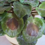 why are my african violet leaves turning brown with spots