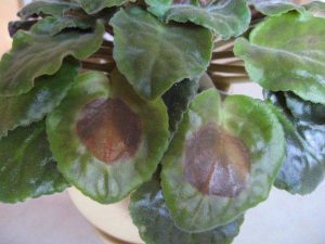 why are my african violet leaves turning brown with spots