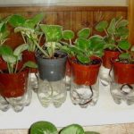 wick watering system for african violets
