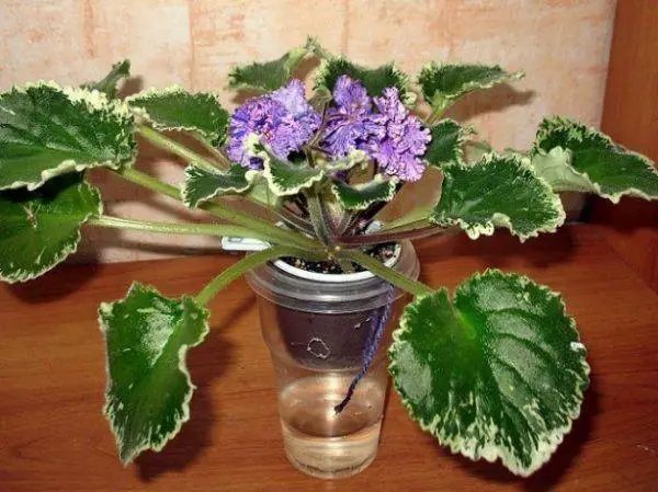 wick watering system for african violets step by step steup