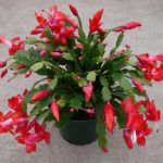 Can You Propagate Christmas Cactus (Best Propagating Guide)