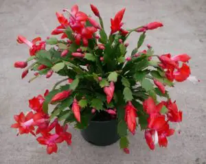 can you propagate Christmas cactus (Top 7 ways For Propagation)