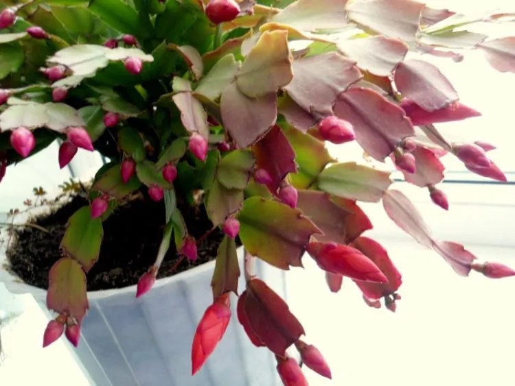 christmas cactus leaves turning red