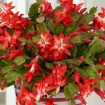 christmas cactus pros and cons