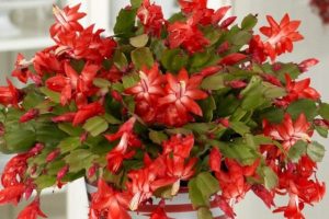 Christmas cactus pros and cons (Signs and superstitions)