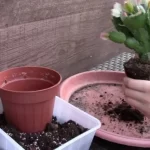 what soil to use for christmas cactus
