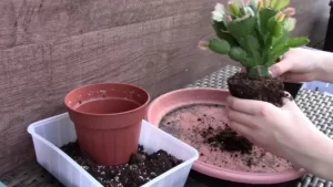 what soil to use for Christmas cactus (kind of potting soil)