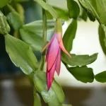 what to feed christmas cactus