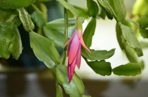What To Feed Christmas Cactus? (Best Home Remedies) DIY